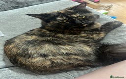 Ragdoll cats for sale: ragdoll - Image 3