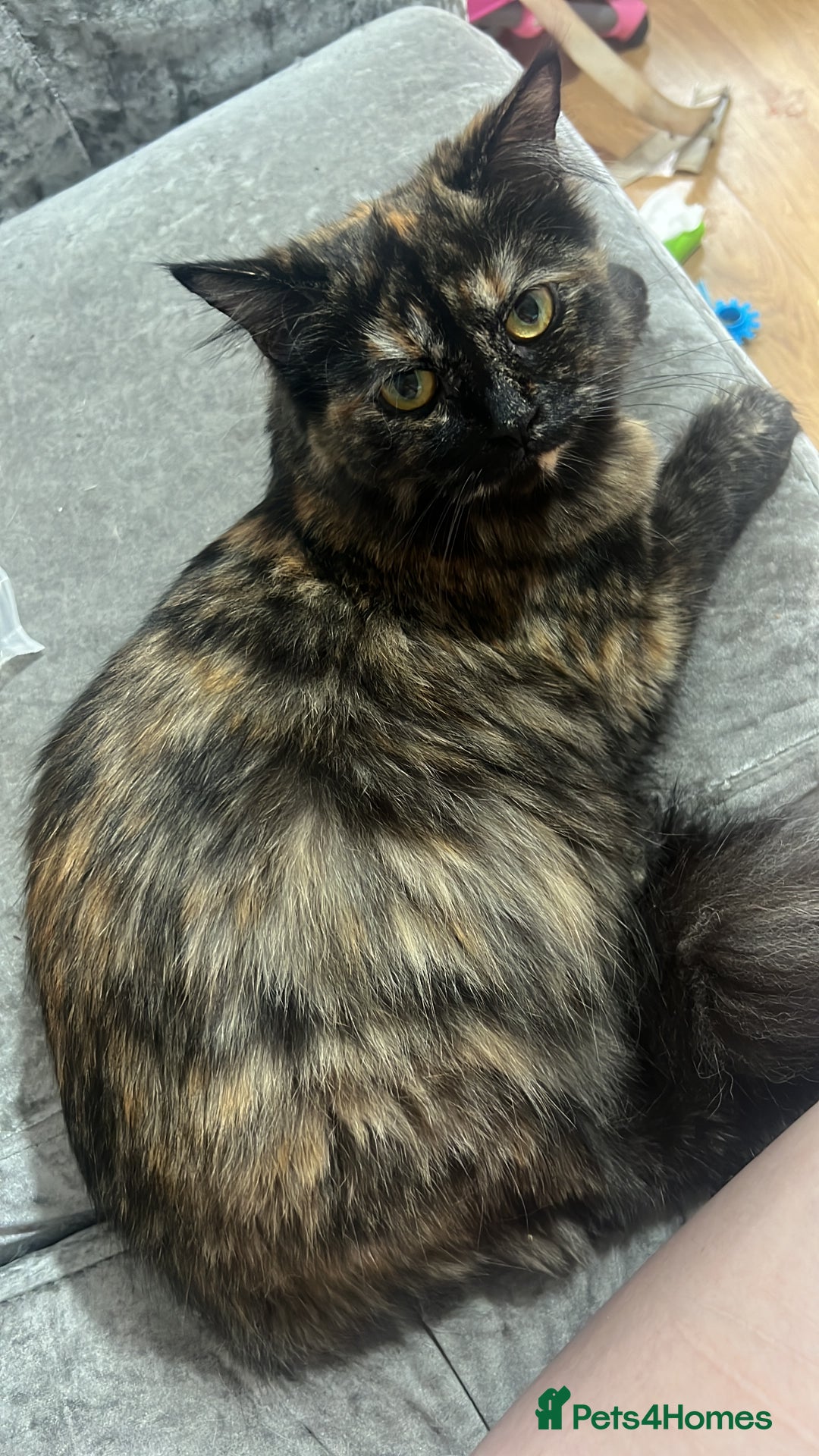 Ragdoll cats for sale: ragdoll - Image 3