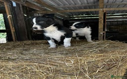 Border Collie dogs for sale: Border collie puppies  - Image 4