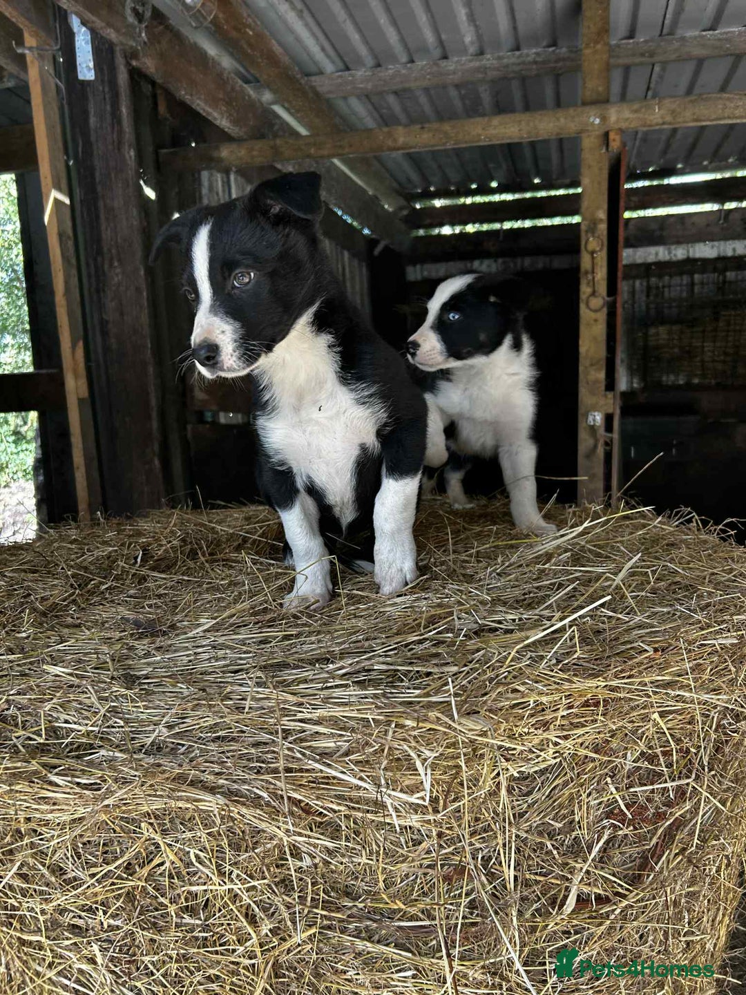 Border Collie dogs for sale: Border collie puppies  - Image 4