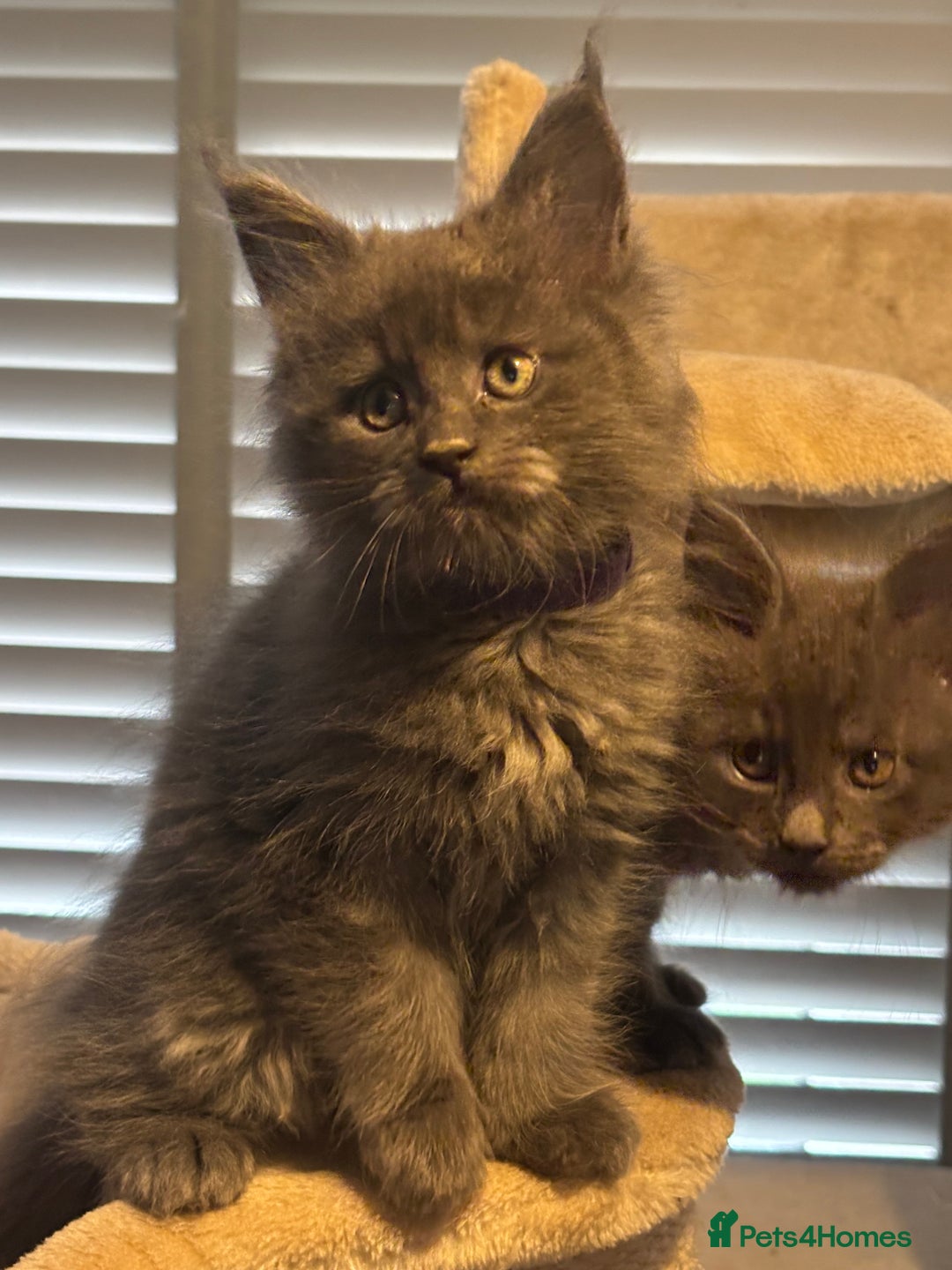 Maine Coon cats for sale: Blue Maine Coon Kittens – Active TICA Registered  - Advert 37