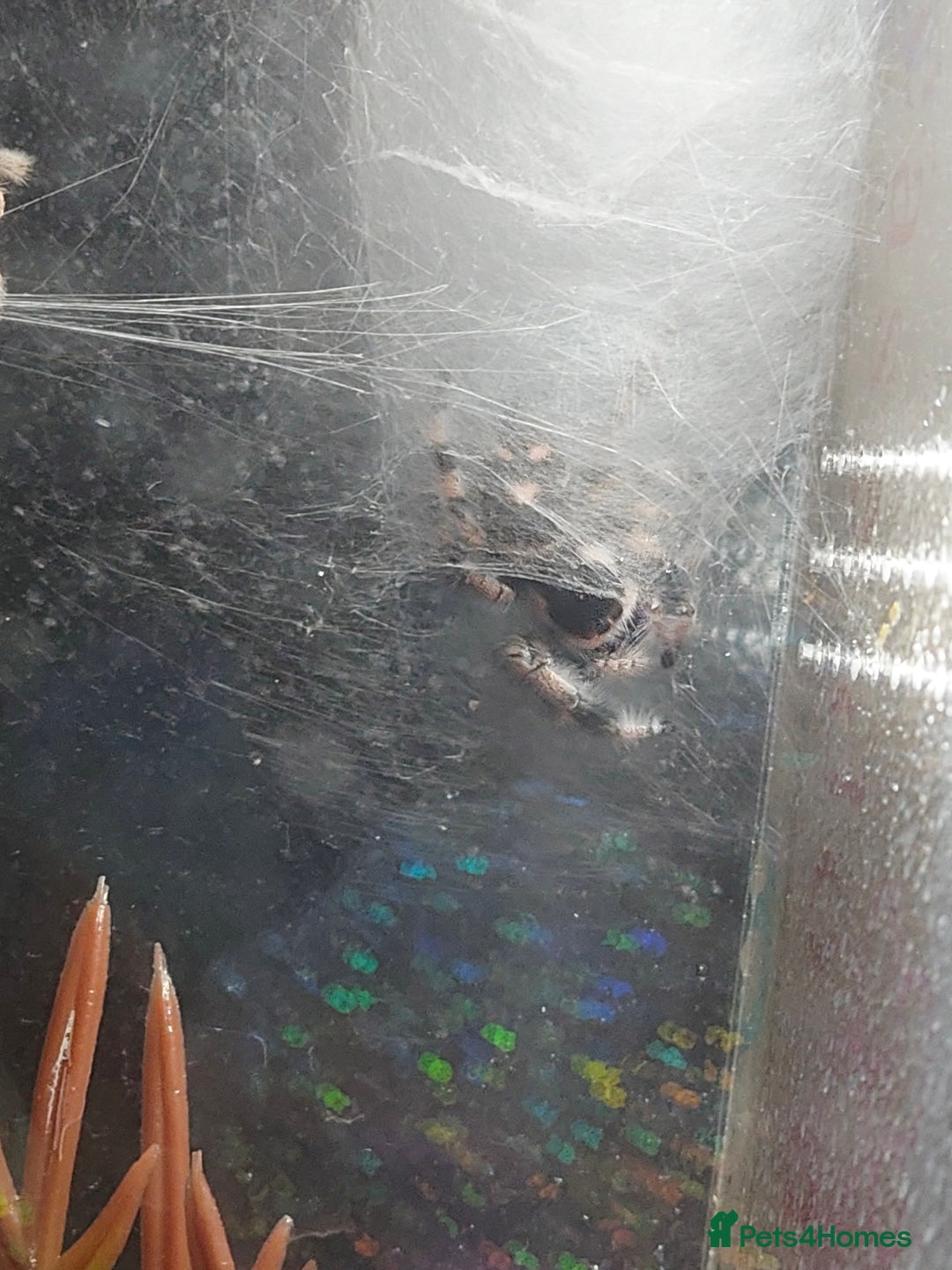 Spiders invertebrates for sale: female jumping spider - Advert 4