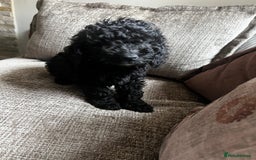Cockapoo dogs for sale: Reduced!!! Last 2 ready now, F1B Cockapoos in Whitley Bay - Image 16