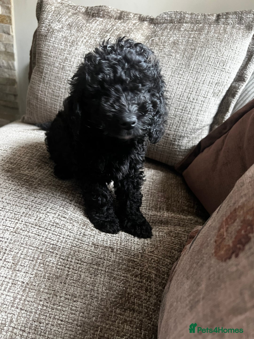 Cockapoo dogs for sale: Reduced!!! Last 2 ready now, F1B Cockapoos in Whitley Bay - Image 16