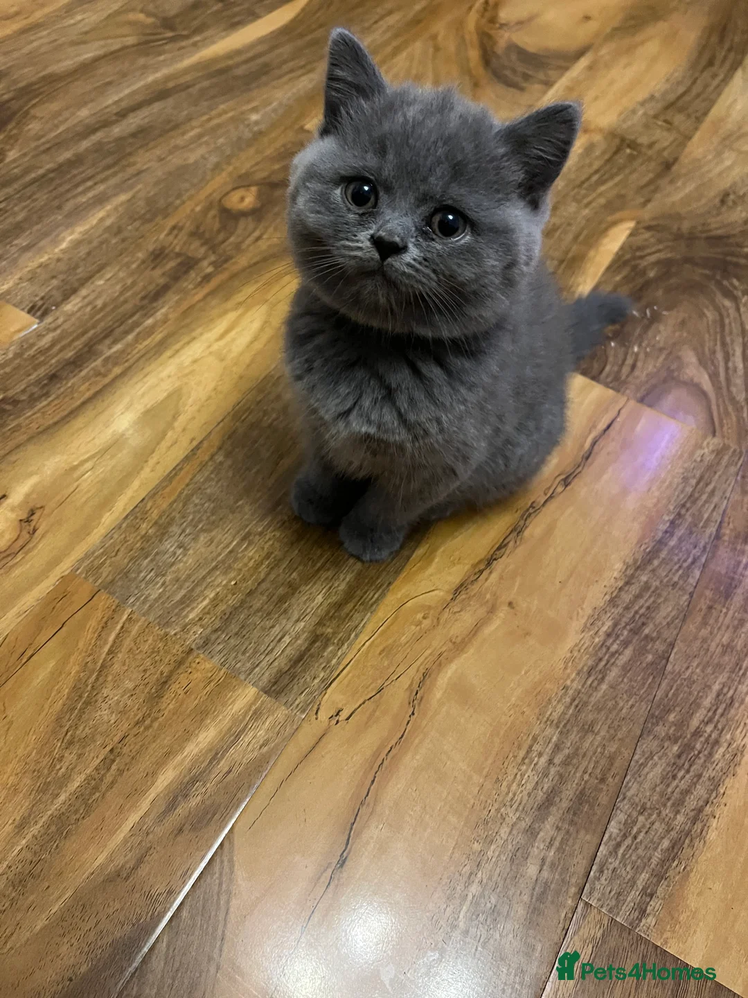 British Shorthair cats for sale: Lovely british shorthair kittens  - Advert 3