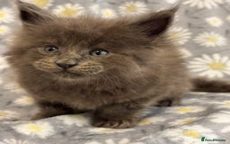 Maine Coon cats for sale: Maine coon kittens black grey brown tabby ready - Image 3