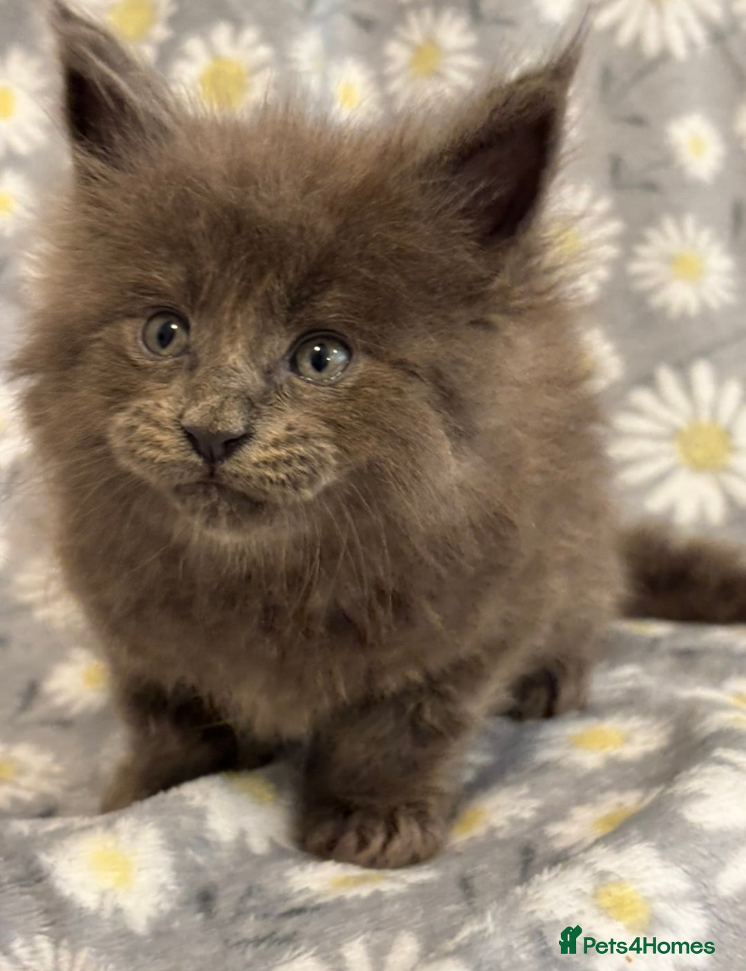 Maine Coon cats for sale: Maine coon kittens black grey brown tabby ready - Image 3