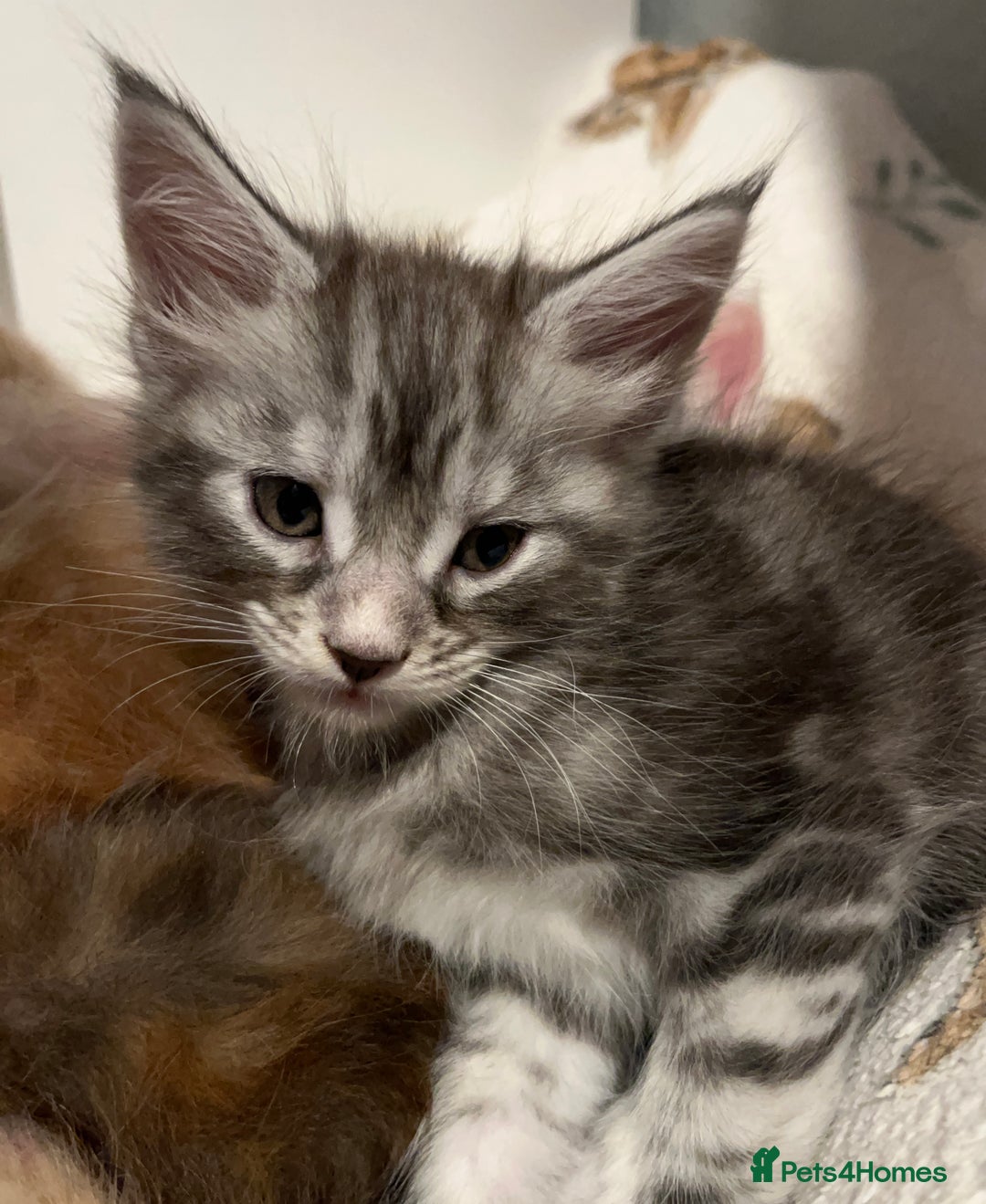 Maine Coon cats for sale: Purebred Maine Coon kittens - Image 18