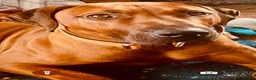 Rhodesian Ridgeback dogs for sale: 5 Star Council Registered Breeder M022667 - Advert 17