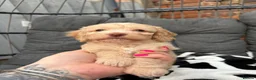 Cockapoo dogs for sale: Toy cockapoo in Nottingham - Advert 12