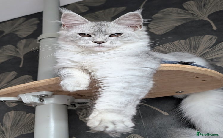 Maine Coon cats - Advert 4