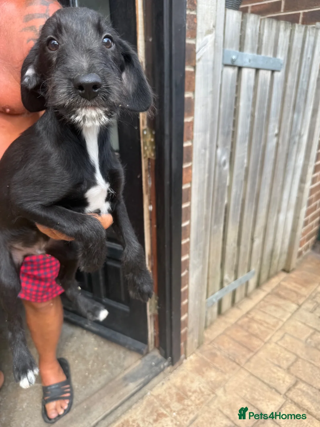 Mixed Breed dogs for sale: Bedlington whippet pups first cross READY TO GO - Advert 17