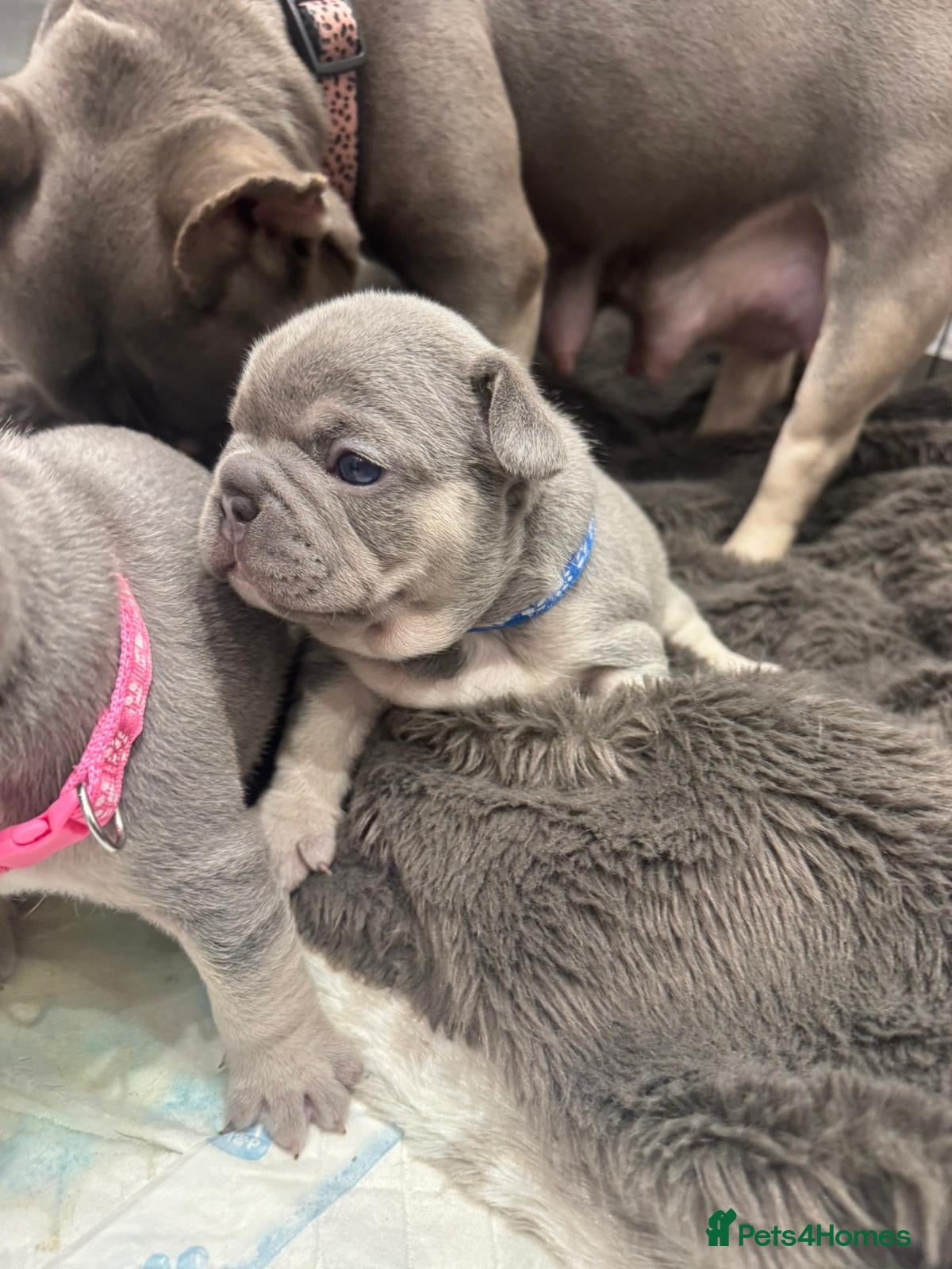 French Bulldog dogs Lilac & Tan KC Reg French Bulldog puppies  - Advert 1