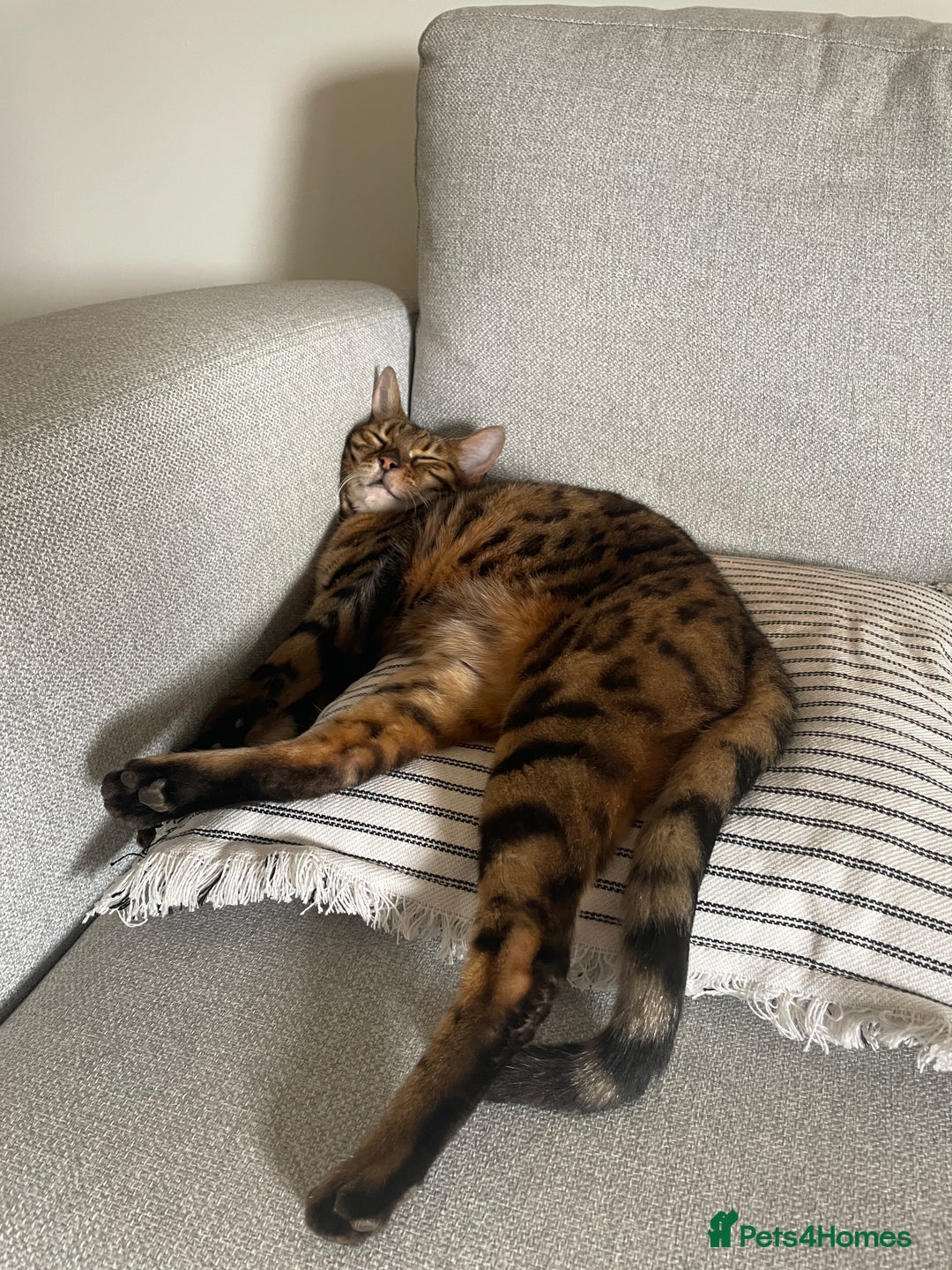 Bengal cats for sale: Beautiful Bonded Bengals - Advert 5