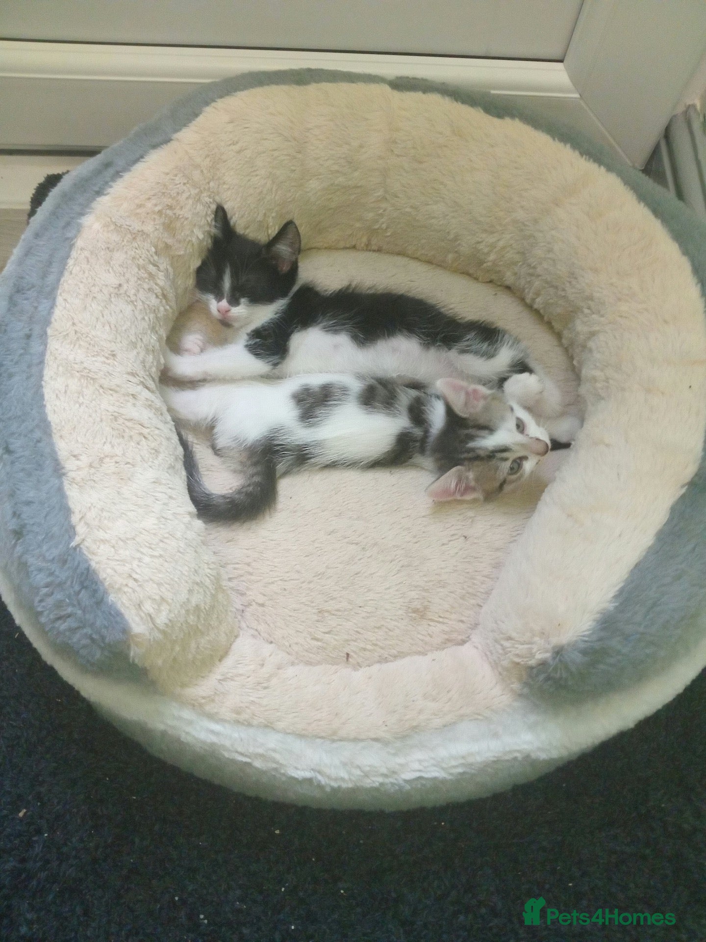 Mixed Breed cats for sale: Mixed breed kitten girl - Advert 18