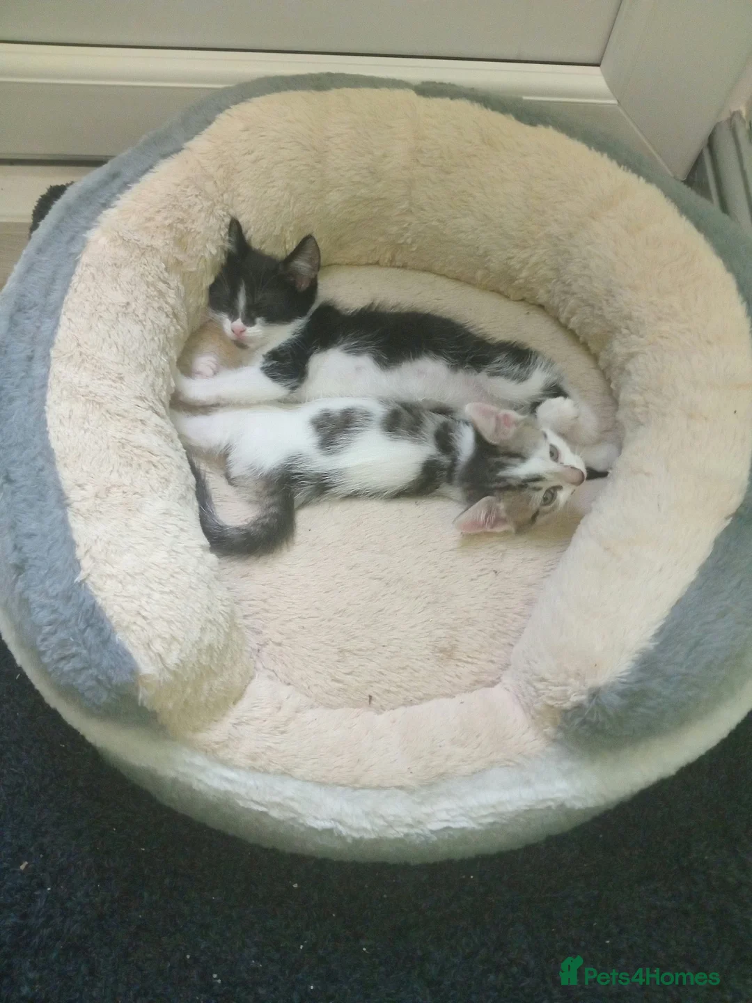 Mixed Breed cats for sale: Mixed breed kitten girl in Spalding - Advert 1