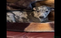 Italian Greyhound dogs for sale: Iggys pup - Image 6