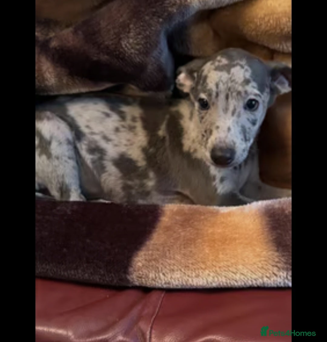 Italian Greyhound dogs for sale: Iggys pup - Image 6