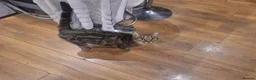 Mixed Breed cats for sale: 4 Tabby kittens - Advert 13