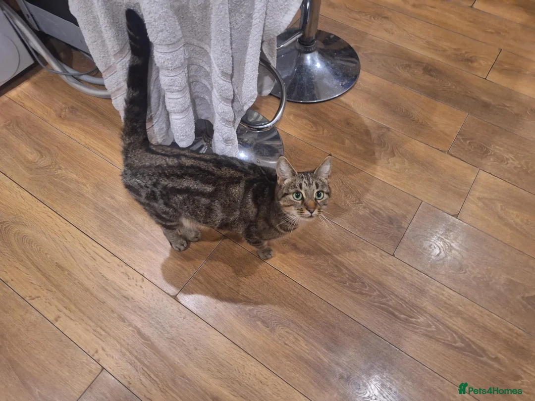 Mixed Breed cats for sale: 4 Tabby kittens - Advert 13