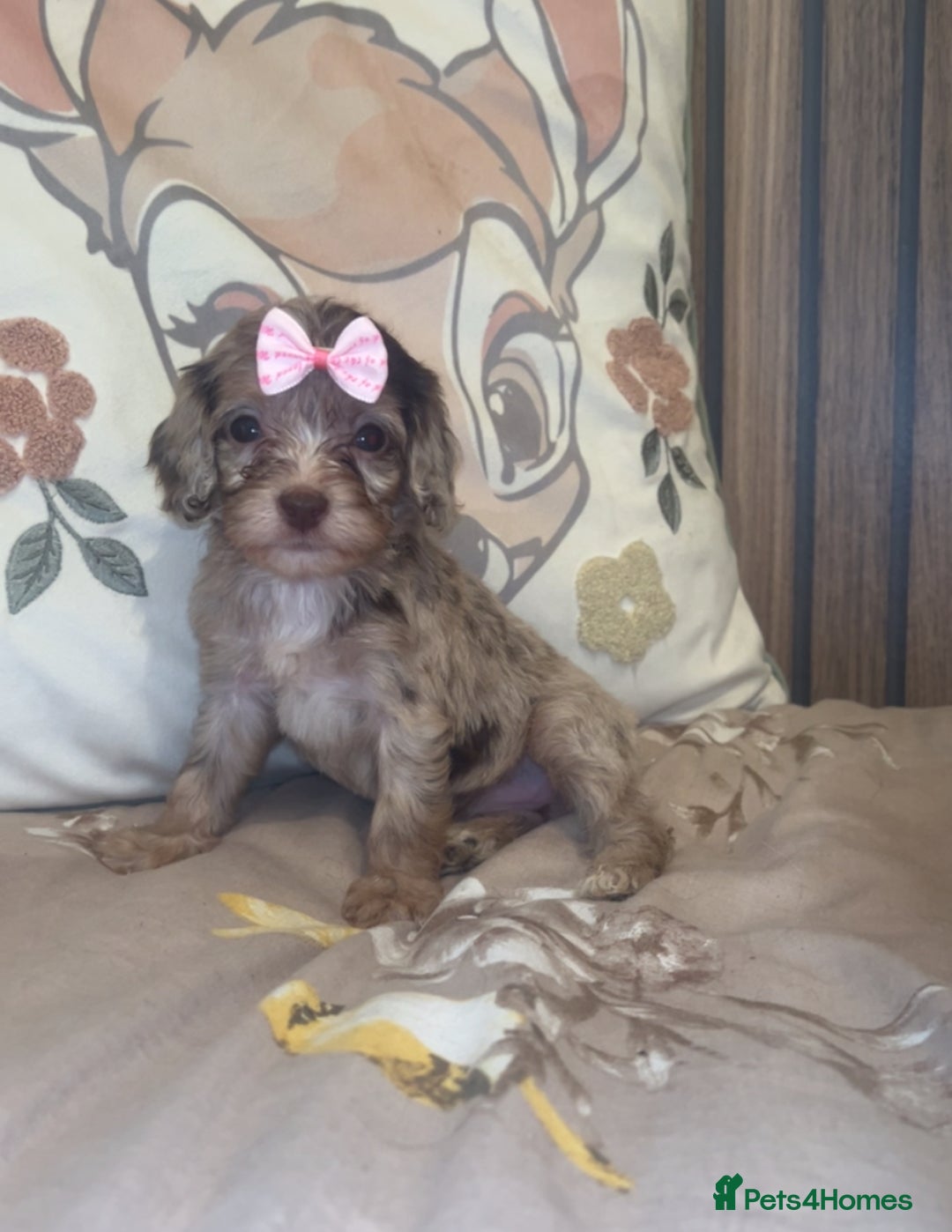 Cockapoo dogs for sale: Miniature toy poodle cockapoos available soon ❤️ - Image 7