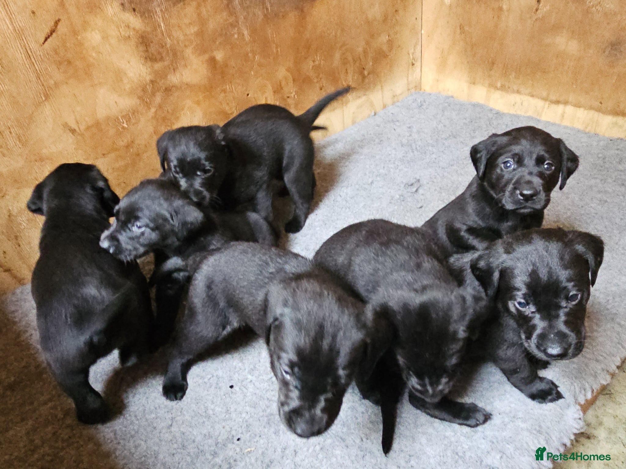 Labrador Retriever dogs for sale: Black Male Labrador Puppies for sale Western Isles - Advert 3