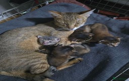Chausie cats for sale: Adorable Chausie Kittens – 2 males & 1 female - Image 11