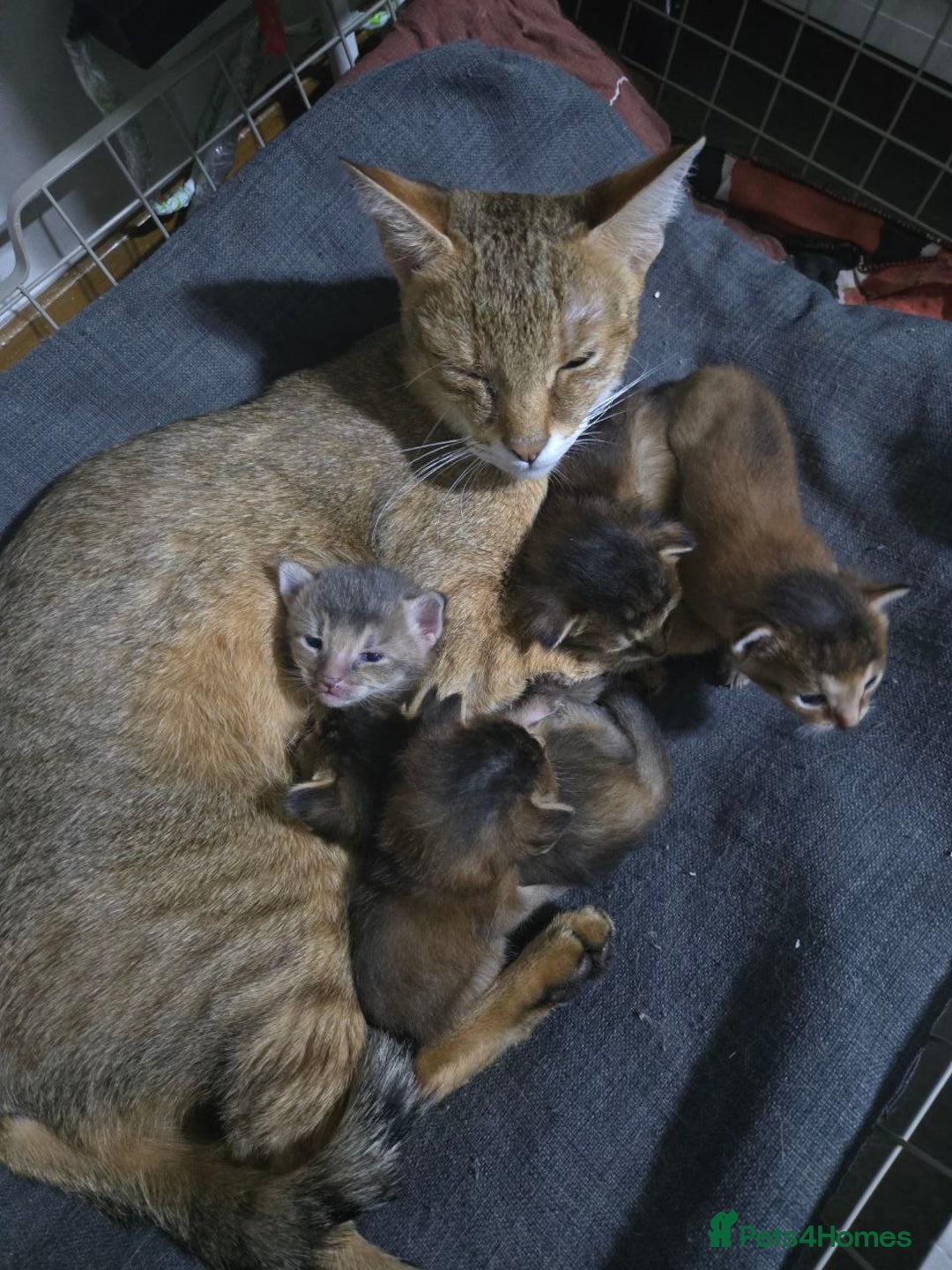 Chausie cats for sale: Adorable Chausie Kittens – 2 males & 1 female - Image 11