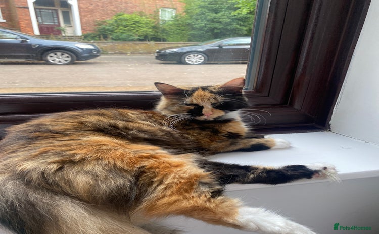 Mixed Breed cats - Advert 12
