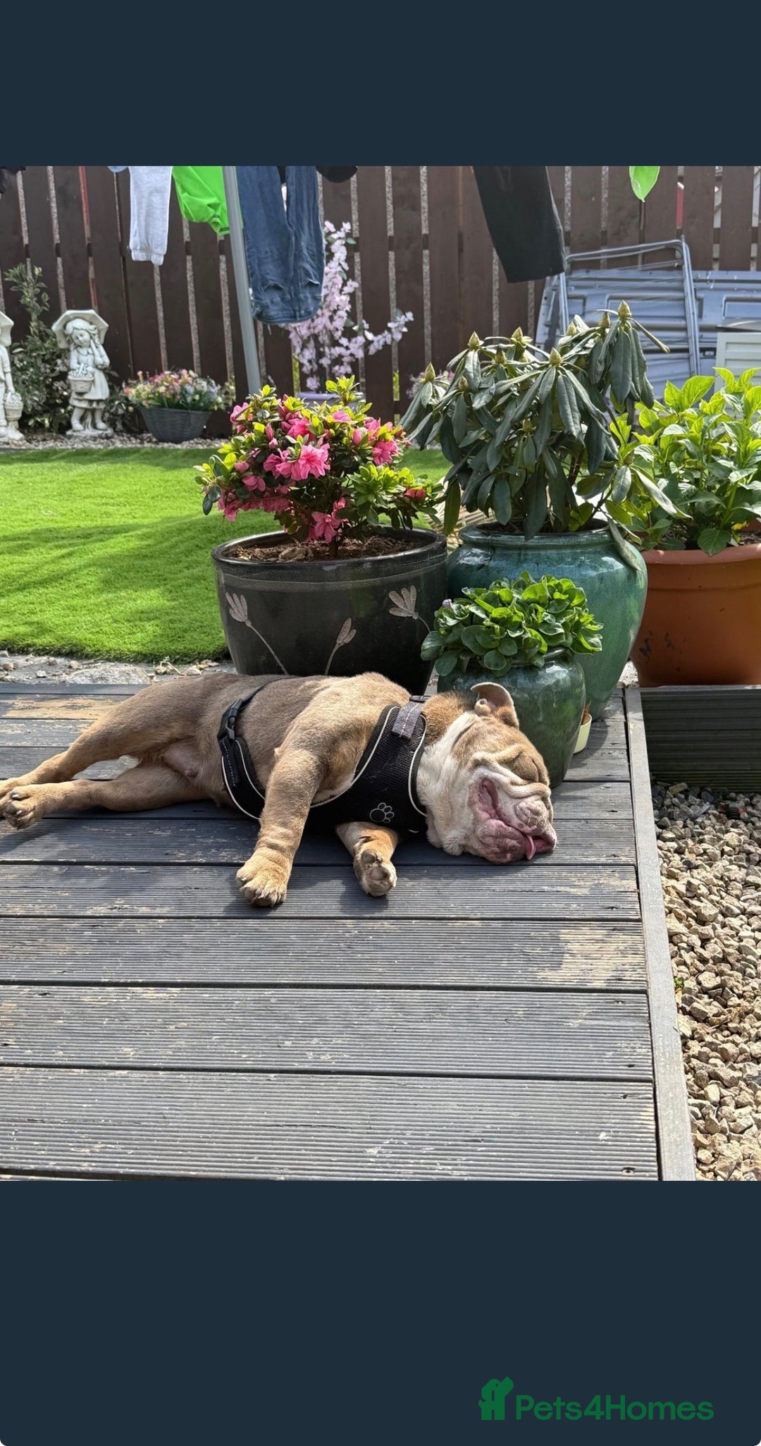 English Bulldog dogs for sale: 2 year old KC English Bulldog  - Image 7