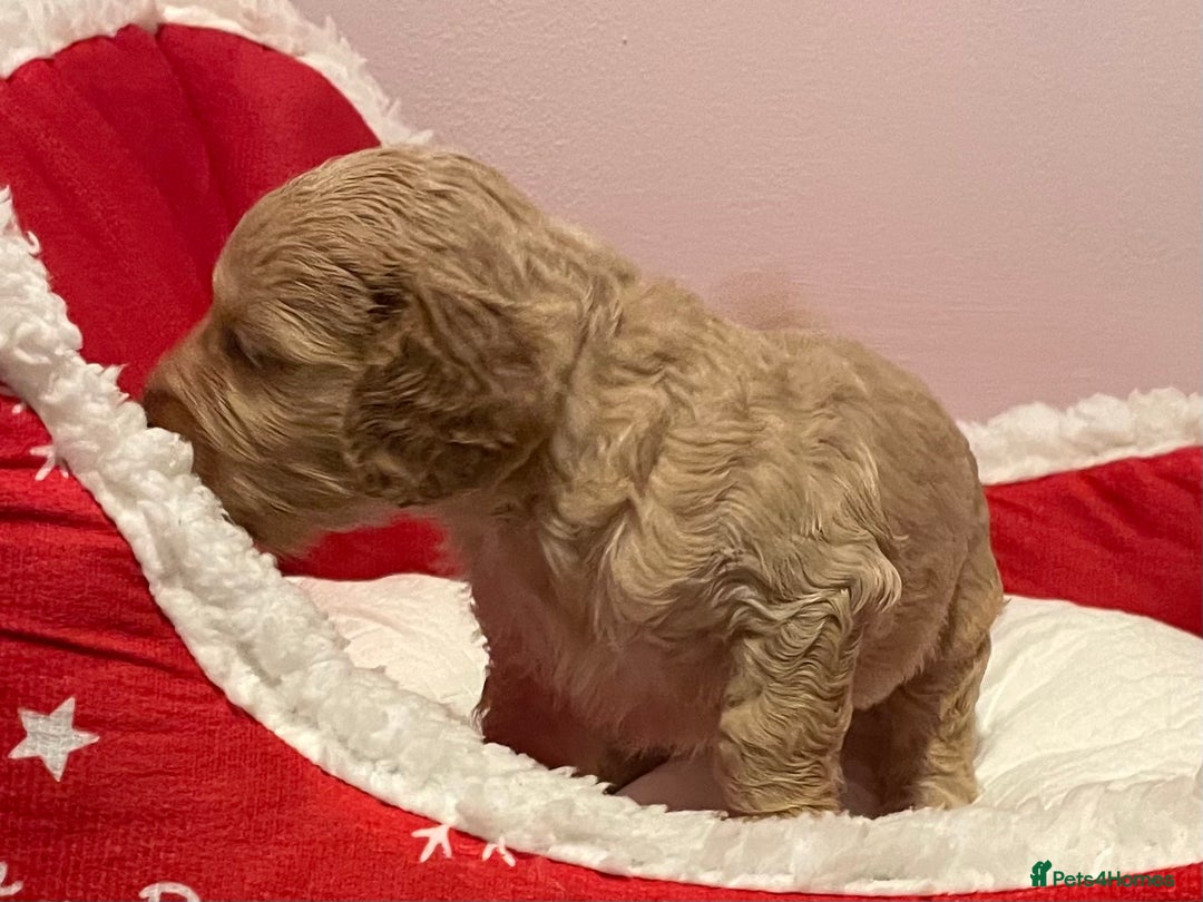 Cockapoo dogs for sale: 8 gorgeous F1 Cockapoos - Advert 10