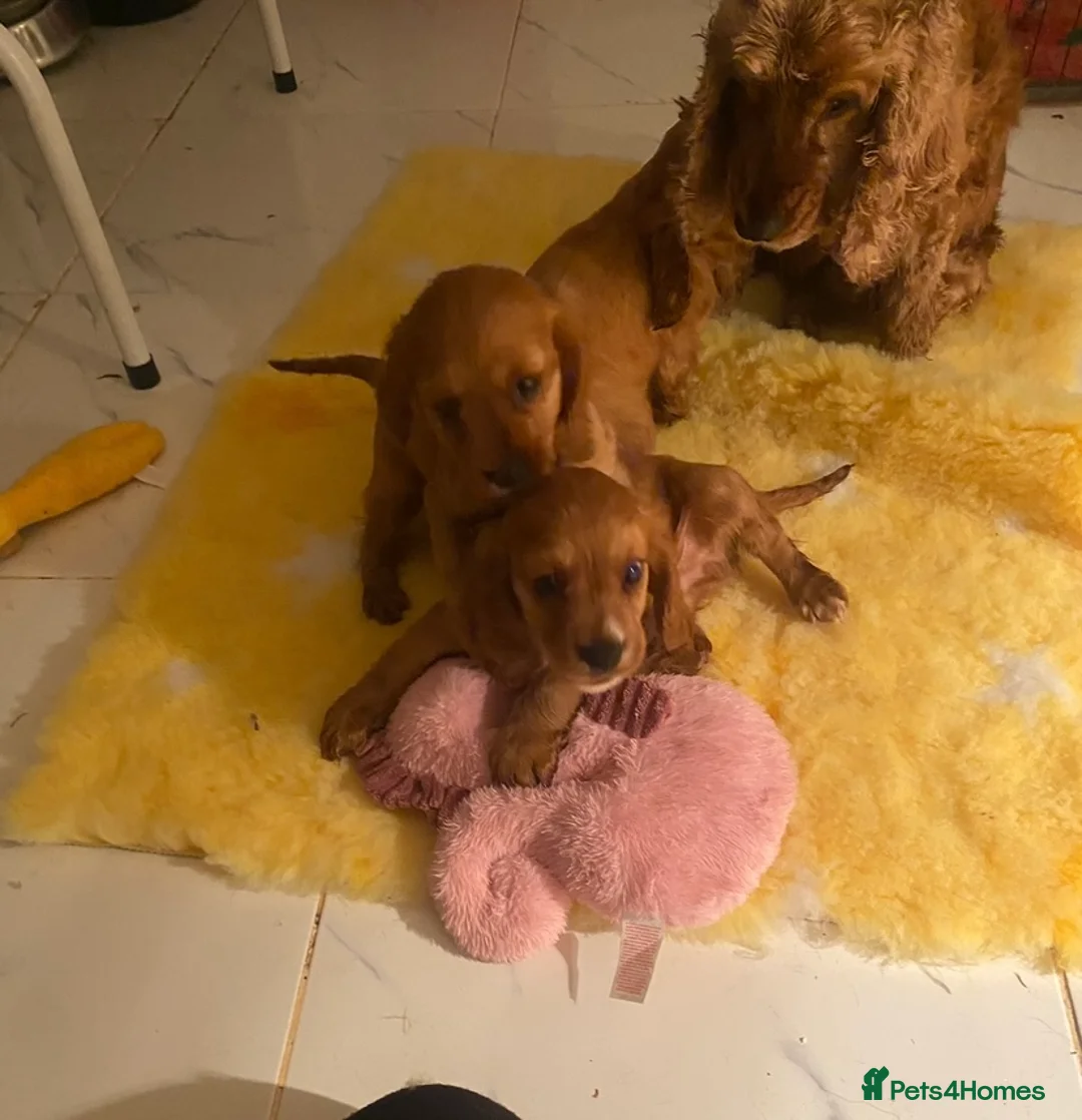 Cockalier dogs for sale: F1 fox red puppies boys and girls  - Advert 14