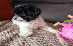 Cockapoo dogs for sale: Fully Vaccinated Best Friend Sofa Companions 🥰   - Image 5