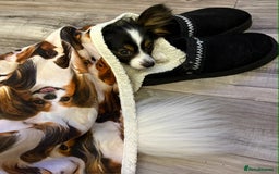Papillon dogs for sale: PAPILLON - Image 3