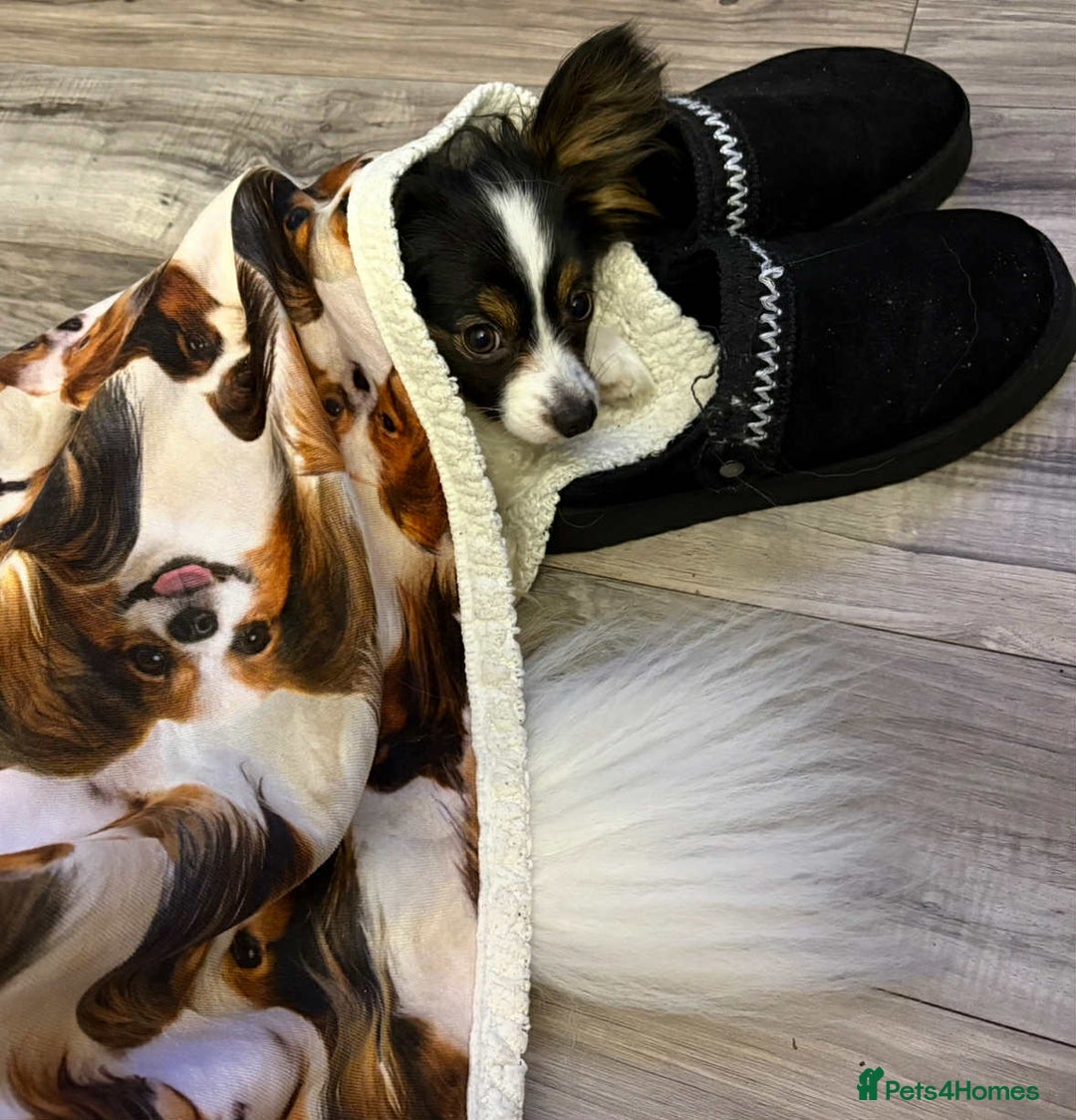 Papillon dogs for sale: PAPILLON - Image 3