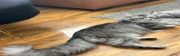 Maine Coon cats for sale: Maine coones kittens for sale ready 12th June  - Advert 13