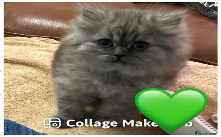 British Longhair cats - Advert 1