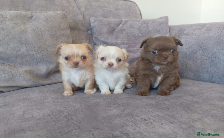 Chihuahua dogs - Advert 2