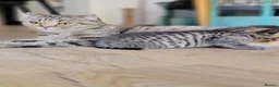 Scottish Fold cats for sale: Beautiful and healthy  Scottish fold mixed - Advert 1