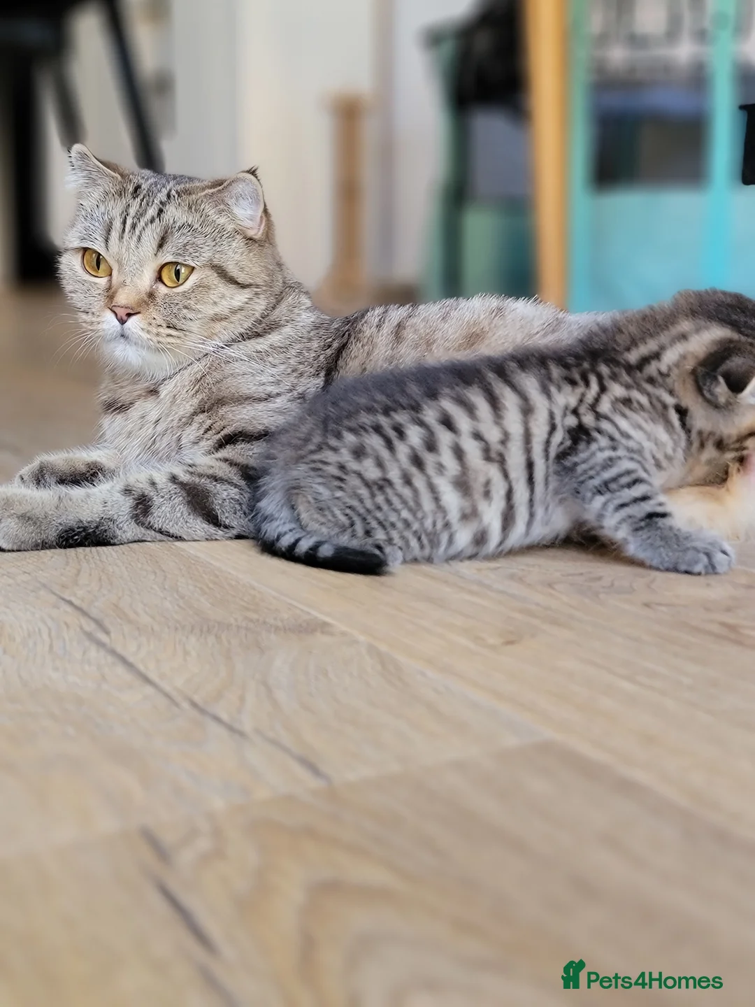 Scottish Fold cats for sale: Beautiful and healthy  Scottish fold mixed - Advert 1
