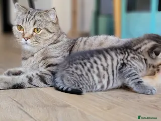 Scottish Fold cats Beautiful and healthy Scottish fold mixed - Advert 1
