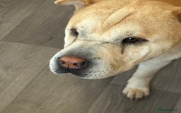 Mixed Breed dogs for sale: Shar pei rehome - Image 7