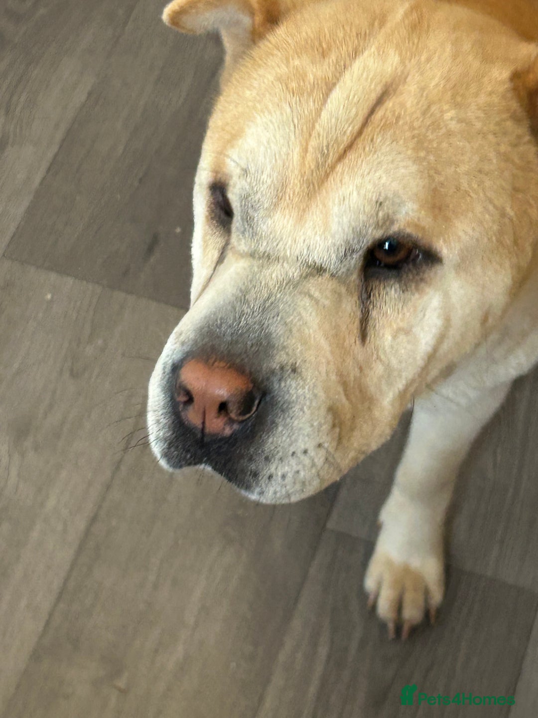 Mixed Breed dogs for sale: Shar pei rehome - Image 7