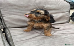 Cockapoo dogs for sale: Cockapoo  - Image 9