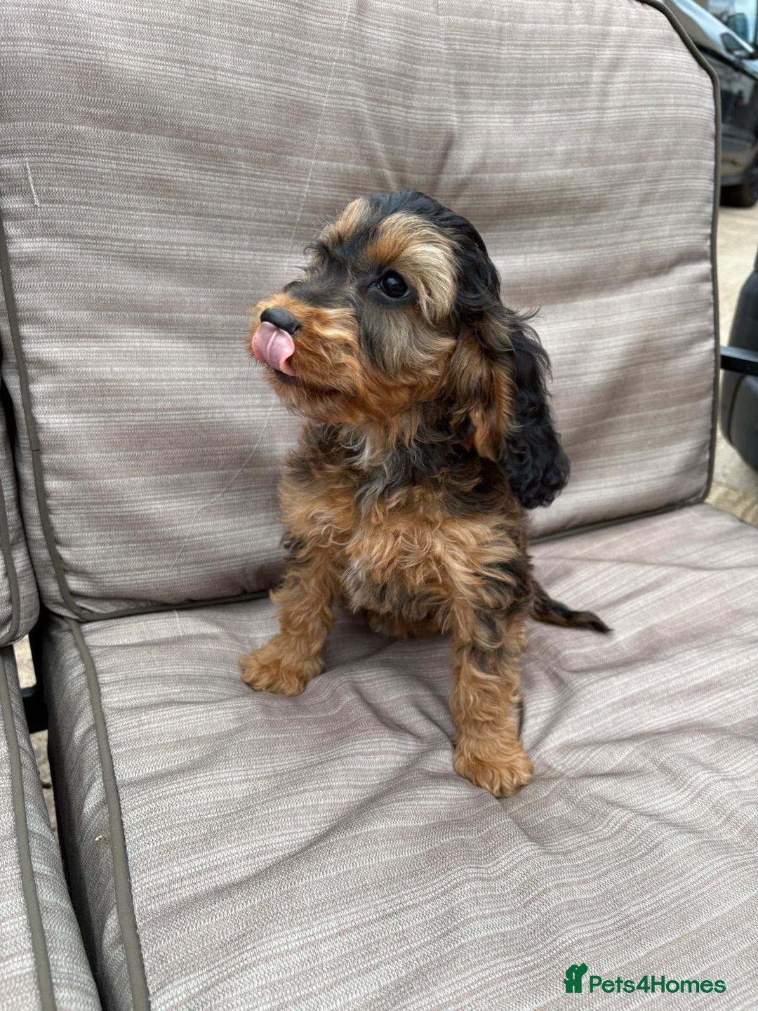 Cockapoo dogs for sale: Cockapoo  - Image 9
