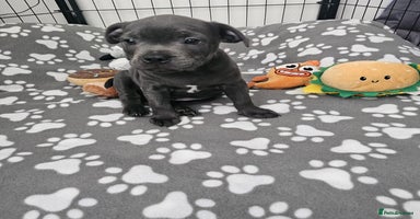 Staffordshire Bull Terrier dogs - Advert 7