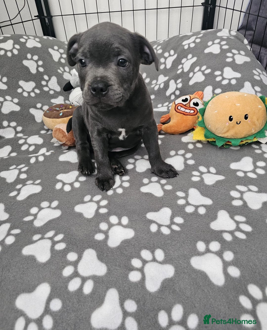Staffordshire Bull Terrier dogs for sale: Blue staffordshire bull terrier  - Image 2