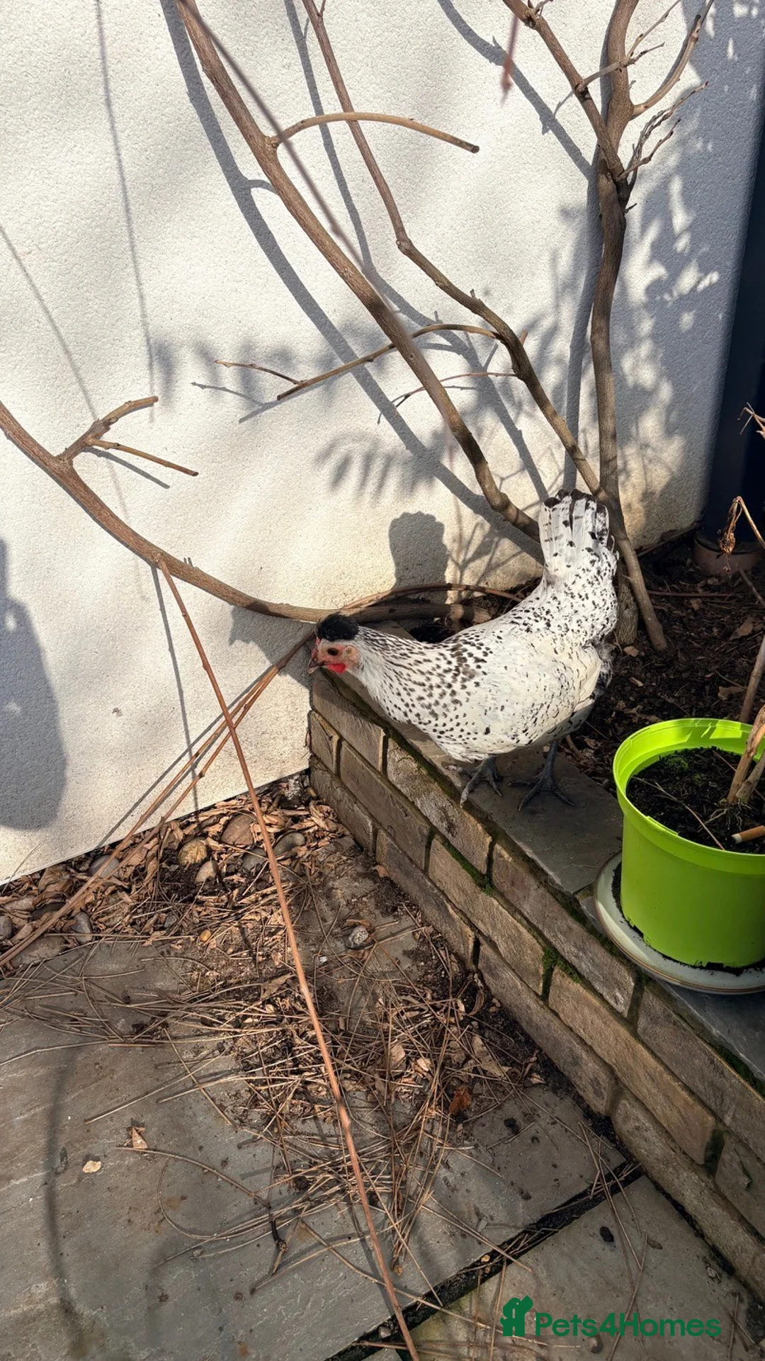 Chickens poultry for sale: Silver Spangled Appenzeller Spitzhauben bantam - Advert 4