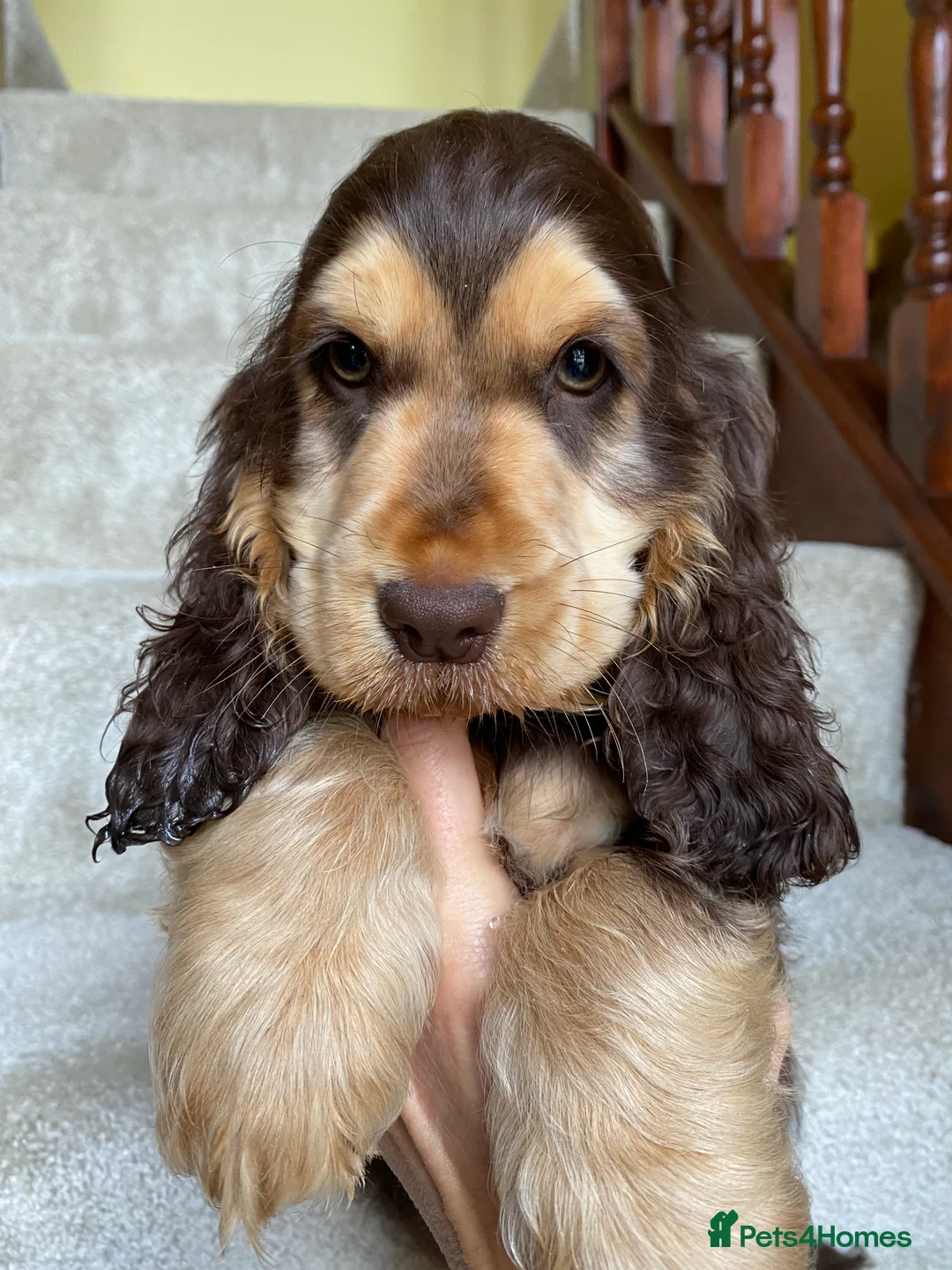 Cocker Spaniel dogs for stud: Stunning Proven Chocolate Sable for Stud in Doncaster - Advert 3