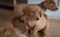 Labrador Retriever dogs for sale: Stunning Fox Red Labrador Puppies For Sale - Image 3